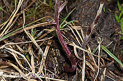 Huflattich (Tussilago farfara) (F183621) Huflattich (Tussilago farfara) (F183621)