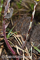 Huflattich (Tussilago farfara) (F183622) Huflattich (Tussilago farfara) (F183622)