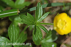 Foto: Berg-Hahnenfuss (Ranunculus montanus)