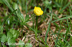 Foto: Berg-Hahnenfuss (Ranunculus montanus)