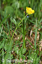 Foto: Berg-Hahnenfuss (Ranunculus montanus)
