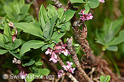 Echter Seidelbast (Daphne mezereum) (F183633) Echter Seidelbast (Daphne mezereum) (F183633)
