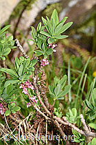 Echter Seidelbast (Daphne mezereum) (F183635) Echter Seidelbast (Daphne mezereum) (F183635)