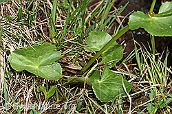 Sumpf-Dotterblume (Caltha palustris) (F183642) Sumpf-Dotterblume (Caltha palustris) (F183642)