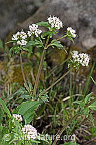 Dreiblatt-Baldrian (Valerina tripteris) (F183652)