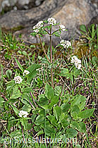 Dreiblatt-Baldrian (Valerina tripteris) (F183654)