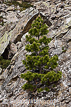 Foto: Bergföhre (Pinus mugo)