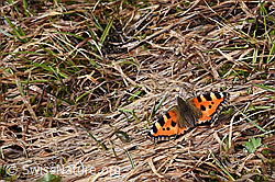 Kleiner Fuchs (Aglais urticae) (F183675)