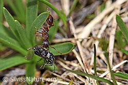 Foto: Grosse Knotenameise (Manica rubida) mit Wanze