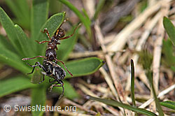 Foto: Wahrscheinlich Grosse Knotenameise (Manica rubida) mit Wanze