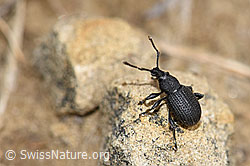 Foto: Otiorhynchus foraminosus (Rüsselkäfer)