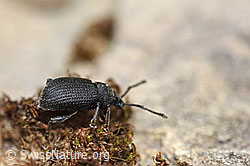 Foto: Otiorhynchus foraminosus (Rüsselkäfer)