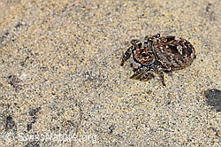 F183718: Sitticus floricola (Springspinne)