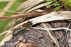 Foto: Schwarzspornige Stängelbiene (Hoplitis leucomelana)
