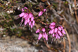 Foto: Erika (Erica carnea)