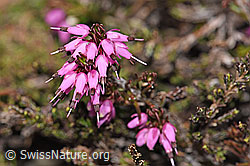 Foto: Erika (Erica carnea)