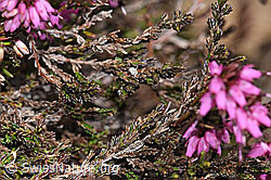 Foto: Erika (Erica carnea)