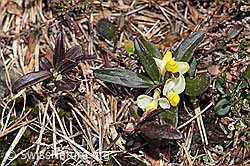 Buchsblättrige Kreuzblume (Polygala chamaebuxus) (F183761)