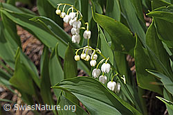 Foto: Maiglöckchen (Convallaria majalis)