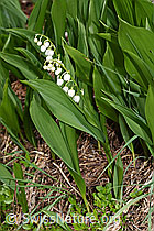 Foto: Maiglöckchen (Convallaria majalis)