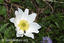 Weisse Alpen-Anemone (Pulsatilla alpina) (F183776) Weisse Alpen-Anemone (Pulsatilla alpina) (F183776)