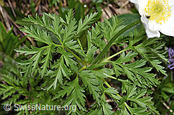 Weisse Alpen-Anemone (Pulsatilla alpina) (F183777) Weisse Alpen-Anemone (Pulsatilla alpina) (F183777)