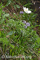 Weisse Alpen-Anemone (Pulsatilla alpina) (F183782) Weisse Alpen-Anemone (Pulsatilla alpina) (F183782)