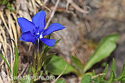 Frühlings-Enzian (Gentiana verna) (F183796) Frühlings-Enzian (Gentiana verna) (F183796)