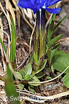 Frühlings-Enzian (Gentiana verna) (F183798) Frühlings-Enzian (Gentiana verna) (F183798)