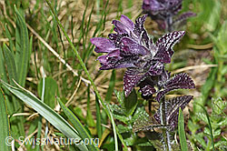 Foto: Alpenhelm (Bartsia alpina)