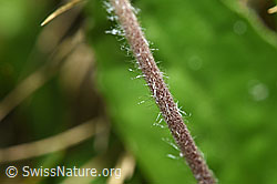 Foto: Alpenmasslieb (Aster bellidiastrum)