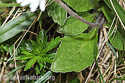 Foto: Alpenmasslieb (Aster bellidiastrum)