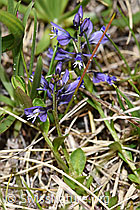 Voralpen-Kreuzblume (Polygala alpestris) (F183828)