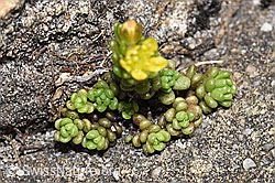Foto: Alpen-Mauerpfeffer (Sedum alpestre)