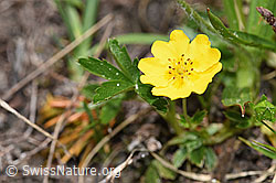 Gold-Fingerkraut (Potentilla aurea) (19.06.2021, F183845)