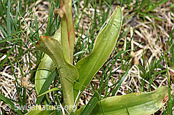 Orchis mascula (F183847)