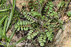 Wald-Schaumkraut (Cardamine flexuosa) (19.06.2021, F183869)