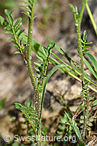 Foto: Wald-Schaumkraut (Cardamine flexuosa)