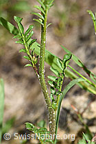 Foto: Wald-Schaumkraut (Cardamine flexuosa)