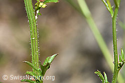 Foto: Wald-Schaumkraut (Cardamine flexuosa)