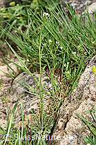 Foto: Wald-Schaumkraut (Cardamine flexuosa)