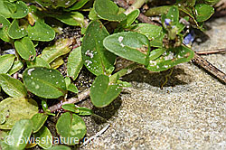 Photo: Veronica serpyllifolia