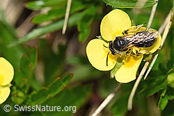 Gewöhnliche Zwergsandbiene (Andrena minutula) auf Blutwurz (Potentilla erecta) (19.06.2021, F183905)