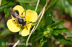 Foto: Gewöhnliche Zwergsandbiene (Andrena minutula) auf Blutwurz (Potentilla erecta)
