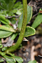 Foto: Herzblättrige Kugelblume (Globularia cordifolia)