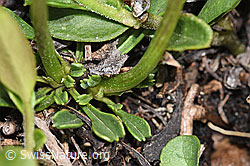 Foto: Herzblättrige Kugelblume (Globularia cordifolia)