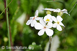 Foto: Bewimperter Mannsschild (Androsace chamaejasme)