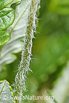 Foto: Bewimperter Mannsschild (Androsace chamaejasme)