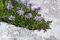 Foto: Herzblättrige Kugelblume (Globularia cordifolia)