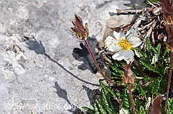 Silberwurz (Dryas octopetala) (F184009) Silberwurz (Dryas octopetala) (F184009)